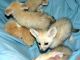 Fennec Fox Animals for sale in 84657 Ringer Rd, Milton-Freewater, OR 97862, USA. price: NA