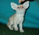 Fennec Fox Animals for sale in E 0975, Oktaha, OK 74450, USA. price: NA