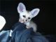Fennec Fox Animals for sale in 84657 Ringer Rd, Milton-Freewater, OR 97862, USA. price: NA