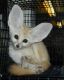 Fennec Fox Animals for sale in Albuquerque, NM 87131, USA. price: NA