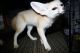 Fennec Fox Animals for sale in Cincinnati, OH, USA. price: NA