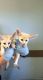 Fennec Fox Animals for sale in Stockton, CA 95215, USA. price: $400