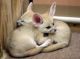 Fennec Fox Animals for sale in New York, NY 10004, USA. price: NA