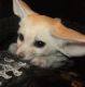 Fennec Fox Animals for sale in Raleigh, NC 27617, USA. price: NA