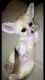 Fennec Fox Animals for sale in New Orleans, LA 70156, USA. price: NA