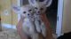 Fennec Fox Animals for sale in US-22, Imperial, PA 15126, USA. price: NA