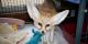 Fennec Fox Animals for sale in Beverly Hills, CA 90210, USA. price: NA