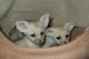 Fennec Fox Animals for sale in US-22, Imperial, PA 15126, USA. price: $450