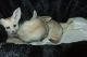 Fennec Fox Animals for sale in Akron, PA, USA. price: $500