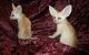 Fennec Fox Animals for sale in TX-121, Blue Ridge, TX 75424, USA. price: NA