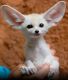 Fennec Fox Animals for sale in Dallas, TX, USA. price: NA