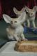 Fennec Fox Animals for sale in Dayton, OH 45437, USA. price: $500