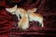Fennec Fox Animals for sale in TX-121, Blue Ridge, TX 75424, USA. price: NA