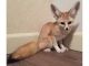 Fennec Fox Animals for sale in Kansas City, KS 66101, USA. price: NA