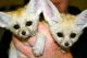 Fennec Fox Animals for sale in Fremont, CA, USA. price: $550