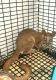 Fennec Fox Animals for sale in Alamosa, CO 81101, USA. price: NA