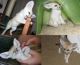 Fennec Fox Animals for sale in Mississippi Ave, Natchez, MS 39120, USA. price: NA