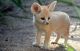 Fennec Fox Animals for sale in NJ-35, Lavallette, NJ 08735, USA. price: NA