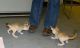 Fennec Fox Animals for sale in St. Louis, MO, USA. price: NA