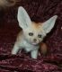 Fennec Fox Animals for sale in Okmulgee, OK 74447, USA. price: NA