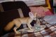Fennec Fox Animals for sale in Rutland, VT 05701, USA. price: $400