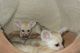 Fennec Fox Animals for sale in Muskegon, MI, USA. price: NA
