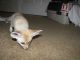 Fennec Fox Animals for sale in Richmond, VA, USA. price: NA