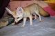 Fennec Fox Animals for sale in Chicago, IL, USA. price: NA