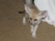 Fennec Fox Animals for sale in Orange Park Ave, Lakeland, FL 33801, USA. price: NA