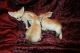 Fennec Fox Animals for sale in Birmingham, AL, USA. price: NA