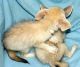 Fennec Fox Animals for sale in Manchester, NH, USA. price: NA