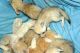 Fennec Fox Animals for sale in Grand Rapids, MI, USA. price: NA