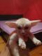 Fennec Fox Animals for sale in A 11340 W Bell Rd, Surprise, AZ 85378, USA. price: NA