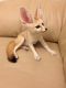 Fennec Fox Animals for sale in New York, NY, USA. price: NA