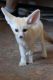 Fennec Fox Animals for sale in 6810 Cypress Creek Pkwy, Houston, TX 77069, USA. price: NA