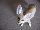 Fennec Fox Animals for sale in 5116 Gate Pkwy, Jacksonville, FL 32256, USA. price: NA
