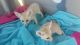 Fennec Fox Animals for sale in 2031 Texas Ave, Texas City, TX 77590, USA. price: NA