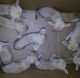 Fennec Fox Animals for sale in 120 Northtown Dr NE, Blaine, MN 55434, USA. price: NA