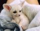 Fennec Fox Animals for sale in Tampa, FL, USA. price: NA