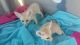 Fennec Fox Animals for sale in 1850 S Hurstbourne Pkwy, Louisville, KY 40220, USA. price: NA