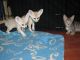 Fennec Fox Animals for sale in 7951 Katy Fwy, Houston, TX 77024, USA. price: $650