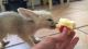 Fennec Fox Animals for sale in McCoy Ranch Rd, Texas 78663, USA. price: NA