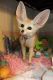Fennec Fox Animals for sale in 124 N Capitol Ave, Lansing, MI 48933, USA. price: NA