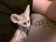 Fennec Fox Animals for sale in 14 Blackstock Rd, Inman, SC 29349, USA. price: NA