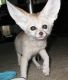 Fennec Fox Animals for sale in 14 Blackstock Rd, Inman, SC 29349, USA. price: NA