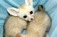 Fennec Fox Animals for sale in 1400 Dell Range Blvd, Cheyenne, WY 82009, USA. price: NA