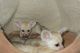 Fennec Fox Animals for sale in 69 W 9th St, New York, NY 10011, USA. price: NA