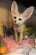 Fennec Fox Animals for sale in Houston, TX 77083, USA. price: NA