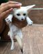 Fennec Fox Animals for sale in Pasadena, TX, USA. price: $500