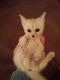 Fennec Fox Animals for sale in 1600 Mapleton Ave, Bismarck, ND 58503, USA. price: NA
